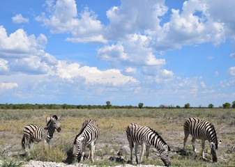 Fototapeta na wymiar Blauer Himmel mit Wolken und grasenden Zebras