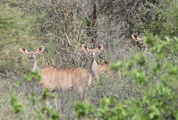 3 Kudus mit großen Lauschern