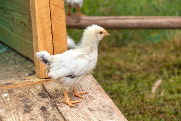 A close up of a nestling chicken running in the garden