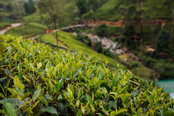 Tea plantation