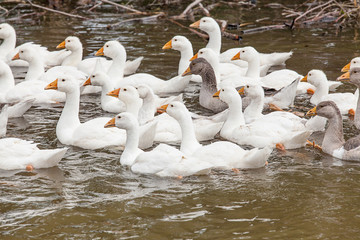 Obraz premium Swimming goose in the Pool