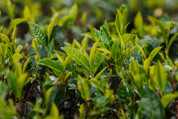 Tea bud and leaves. Tea plantations