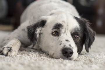 Australian Shepherd Mischling 