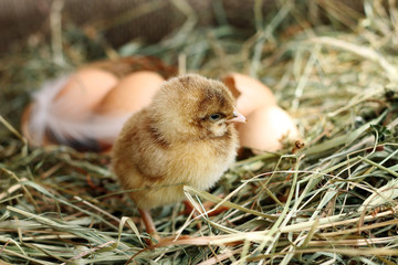 Poultry. Image of small chicken on hay