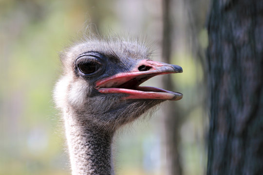 The head of an ostrich.