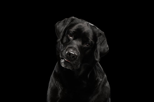 Closeup Portrait black Labrador Dog, Questioning Looking, Front view,  Isolated