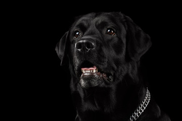 Closeup Portrait black Labrador Dog, Alert Looking, Front view,  Isolated