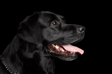 Closeup Portrait black Labrador Dog, Kind Looking, Profile view,  Isolated
