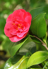 Cam&eacute;lia rouge
