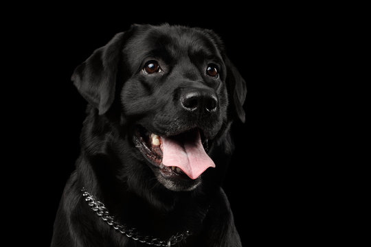 Closeup Portrait black Labrador Dog, Kind Looking, Front view,  Isolated