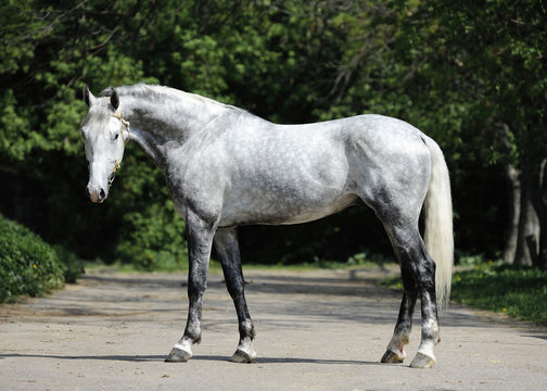 Conformation of the gray orlov trotter