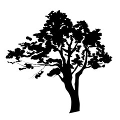 Silhouette of tree 