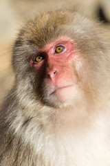 Obraz premium Monkey portrait