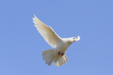 Fototapeta na wymiar Symbol of peace is flying in the sky