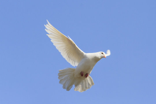 Symbol of peace is flying in the sky