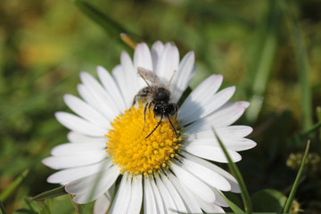 Eine Wildbiene sammelt Pollen auf einem Gänseblümchen