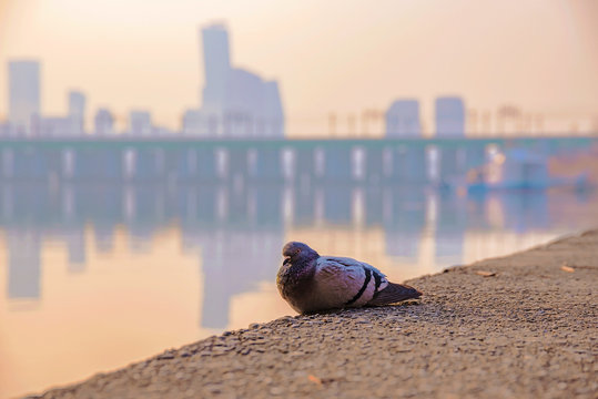 portrait of a pigeon perched on the river bank in Seoul