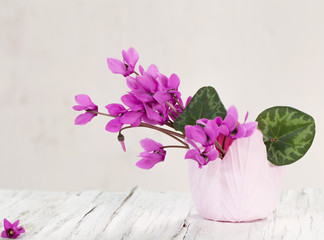 flowers on white background