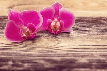 Fototapeta na wymiar Pink orchid flowers on a wooden background