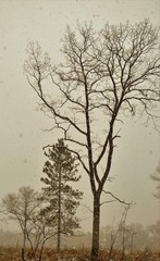 Obraz na płótnie Canvas an oak tree standing tall during an early spring snow fall