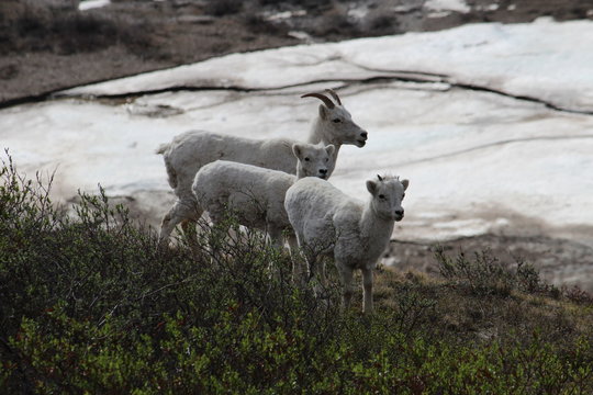 Dall Sheep, Alaska