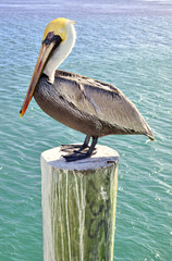 M. Pelican 2
Image taken in Islamorada, Florida Keys, USA