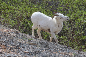 Obraz premium Dall Sheep in Alaska