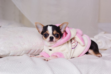 Chihuahua dog is wearing bathrobe lying on bed