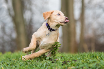 Kira beim Rennen