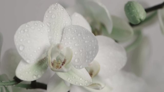 Water on orchid flower in close-up