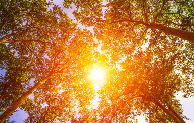 Sun ray through the trees