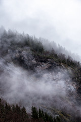 Trees on mountain slope bedded in fog. Vertical composition