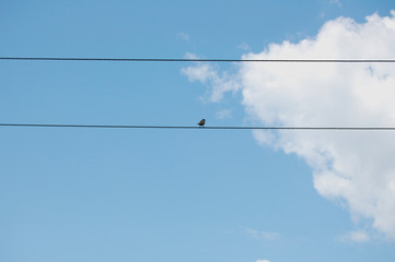 Bird on a wire