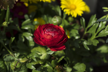 Rote Blume im Sonnenlicht