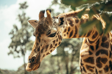 Fototapeta premium A young beautiful giraffe in National park Nairobi, Kenya 