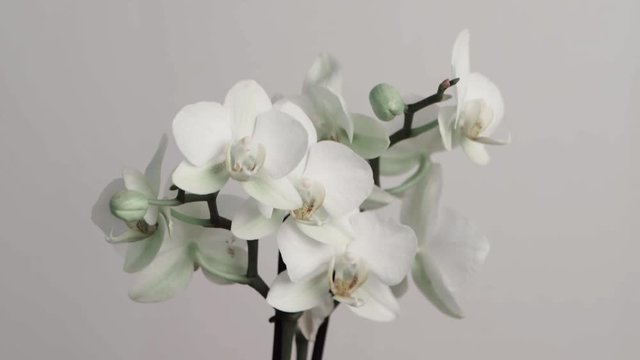 Beautiful white orchid flower