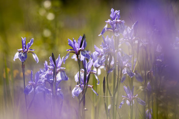Beautiful blooming iris flowers in summer