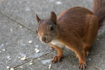 rotes Eichhörnchen schaut in die Kamera