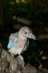 Jay (Garrulus glandarius)