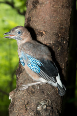 Jay (Garrulus glandarius)