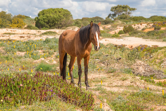 einsames braunes Pferd auf duftender und blühender Algarve Landschaft - Freiheit pur!