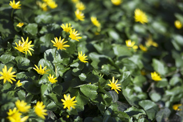 Yellow herbal flowers in spring