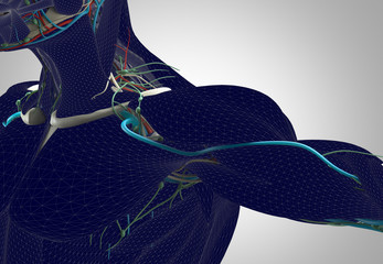 Anatomy wire-frame shoulder. Future bio-technology human body. 3D illustration.