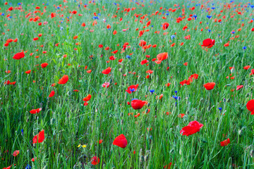 Fototapeta premium red poppy field