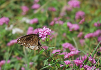 Common crow butterfly, Euploea Core, feeding on pink flowers. Dark brown butterfly with white spots on wing and body is a popular migratory butterfly. Chemicals in body make them inedible to predators