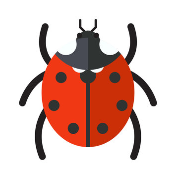 Cute cartoon ladybug vector insect isolated on white background. 