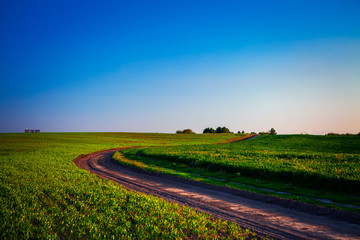 Naklejka premium Green Field and Beautiful Sunset