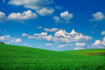 Fototapeta premium Green Field and Beautiful Sunset