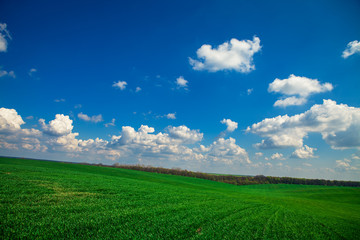 Obraz premium Green Field and Beautiful Sunset