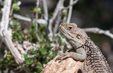 lizard on rock at the island of Delos in Cyprus